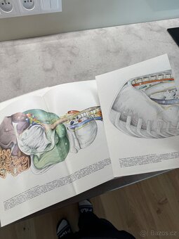 Veterinární anatomie Najbrt 1. a 2. díl - 6