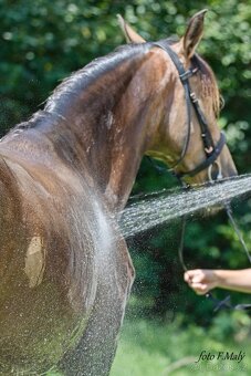 Extra Lusitano kobyla - 6