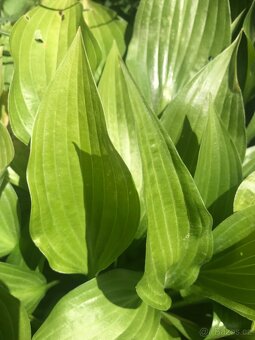 nápaditá Hosta-bohyška-5+1 druhů - 6