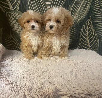 Maltipoo štěňátka - 6