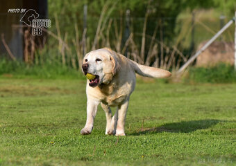 Darujeme labradorského retrívra - 6
