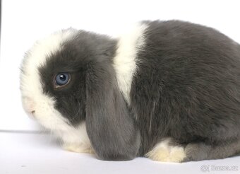 ❤️ Minilop samička ❤️ - 6