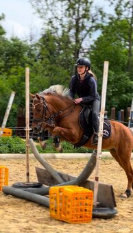 Pony valach 5let - 6