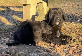 Landseer (Novofundland) x Ruský černý teriér - 6