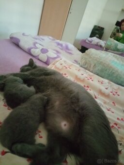 Britská krátkosrstá koťátka - 6