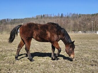 Quarter horse roční kobylka 5/2024, 6 panel N/N - 6