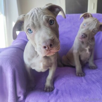 Americký pitbulterier pitbul pitbull silver lilac rare spp - 6
