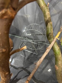 Terarium - 6