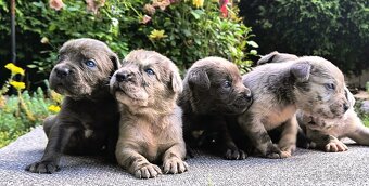 Cane corso merle - 6