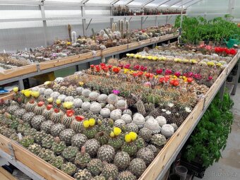 Prodám rozsáhlou sbírku kaktusů - 6