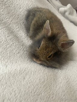 Prodám zakrslé králíčky - 6