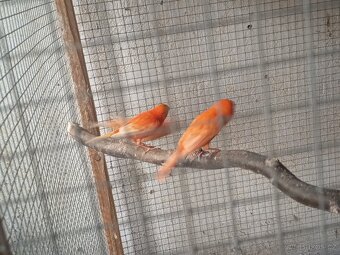 Prodám kanárky - 6