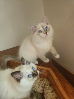 Chovatelská stanice prodává Ragdoll s PP - 6