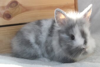 Vánoční miminka králíčků - zakrslí lvíčci, teddy - 6