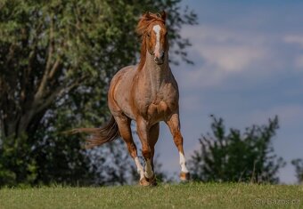 2024 QH/APHA hřebeček - 6