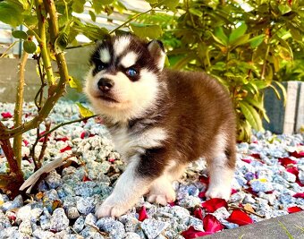 Champion blue eyed Siberian Husky FCI puppy - 6