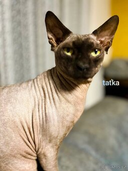 Sphynx kocourek - 6