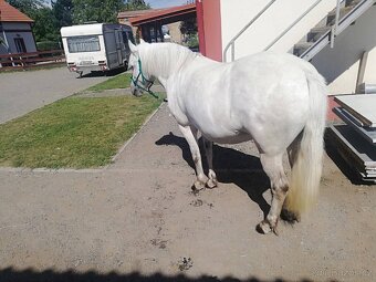 Prodám ponyho do sportu či k aktivnímu hobby - 6