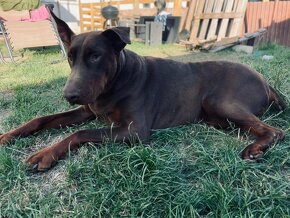 adopce Brit - 7 let - 6
