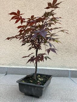 Bonsai, Bonsaj, japonský javor, skalky - 6