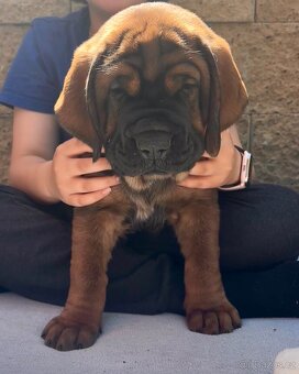 Štěňata tosa inu s PP - 6