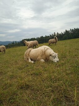 Letošní berani nejlépe na chov - 6