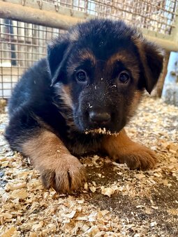 Německý ovčák - 6