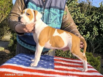 AMERICKÝ STAFORDŠÍRSKY TERIÉR s PP - 6