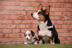 welsh corgi cardigan s pp - 6