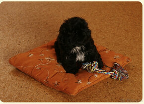 Nabízím pejska ShihTzu ke krytí - 6