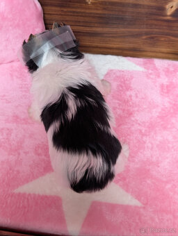 Biewer teriér s PP FCI fenka Daisy hledá domov plný lásky - 6