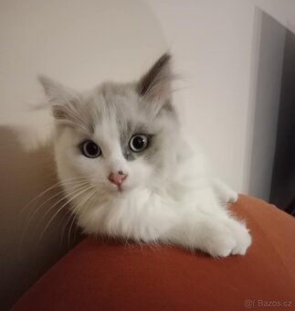 Ragdoll koťátka bez PP - 6