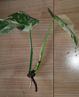 Monstera albo - různé řízky - 6