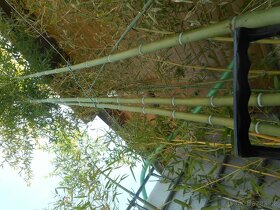 Bambus Vysočina, velky vyběr, ruzné druhy - 6