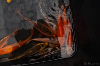 Koi Kapr - 6