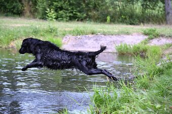 Flat Coated Retriever - pejsci s PP - 6
