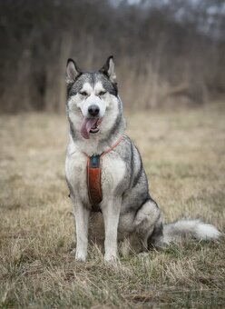 Kříženka husky x malamut - 6