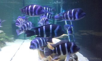 Gibberosa Blue Zaire Moba - 6