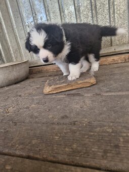 Border kolie - 6
