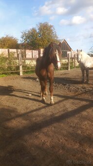 Prodám hřebečka Českomoravský Belgik - 6