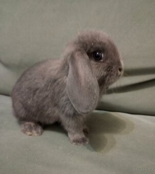 Zakrslý beránek králíček - 6