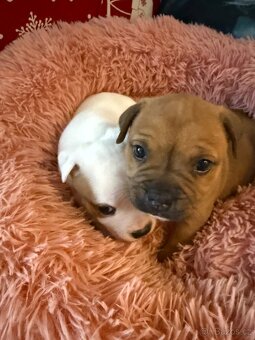 Stafordšírský bulteriér - 6