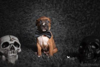 Americký stafordšírský teriér s PP - 6