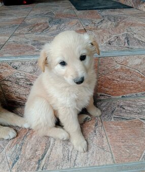 Zlatý retrívr/retriever - 6