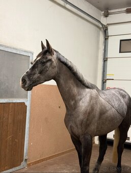 4letý oldenburský valach po Hickstead White - 6