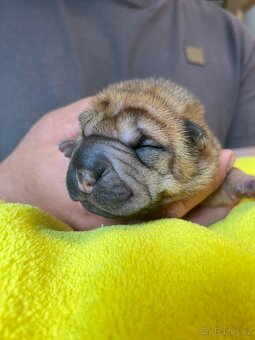 Sharpei,šarpej s PP - 6