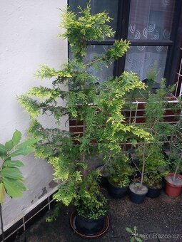 Borovice, smrčky, túje a další dřeviny - 6