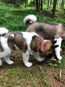 Americká Akita fenka s PP - 6