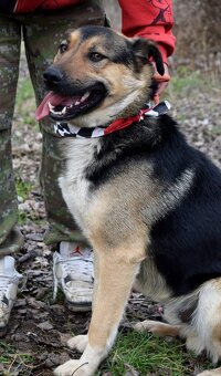 CHAMPUS K ADOPCI - 1 ROK, HODNÝ,SNÁŠENLIVÝ,VHODNÝ K DĚTEM - 6