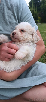 Lagotto Romagnolo s PP - 6